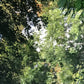 A-5